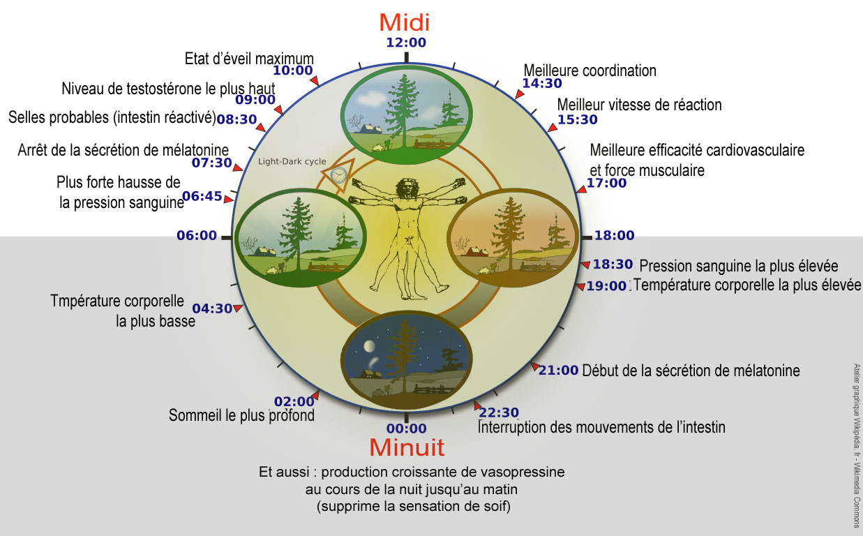 Cycles Circadiens Pour La Vision Association CRO cycles-circadiens-pour-la-vision-association-cro