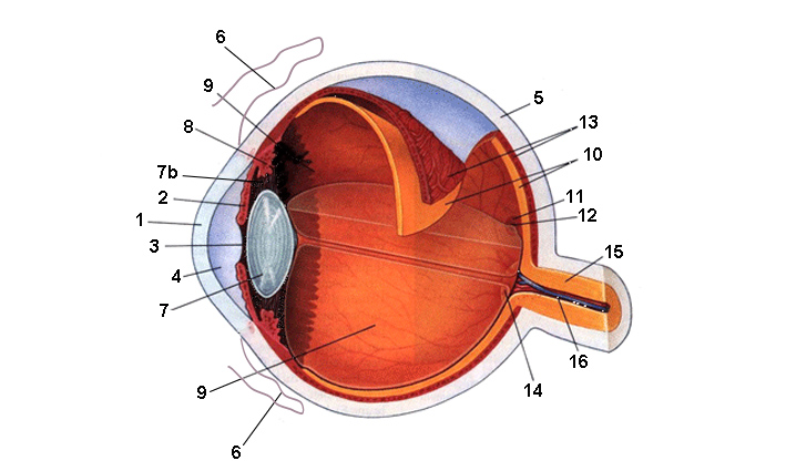 schema-de-l-oeil